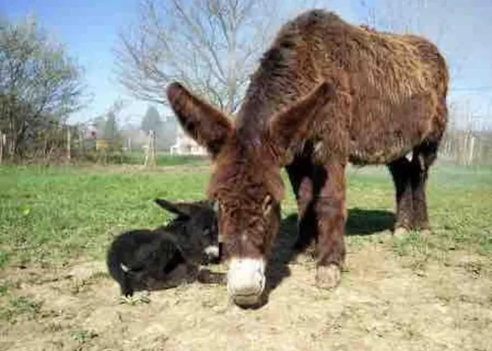 Au Coeur De St Martin: L'arnerault Appartamento Saint-Martin-de-Ré