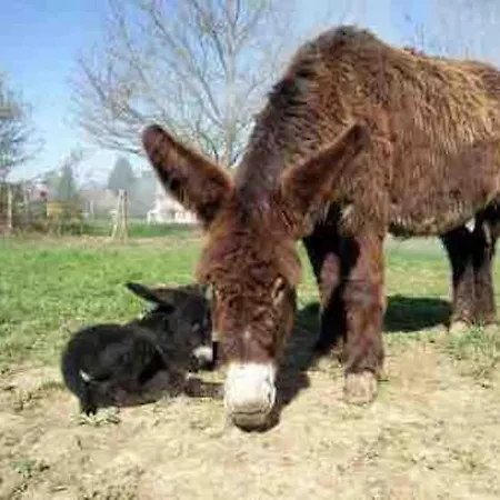 Au Coeur De St Martin: L'arnerault Apartment Saint-Martin-de-Re